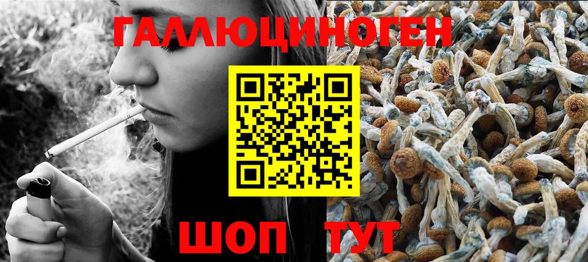 Галлюциногенные грибы Psilocybe Урай